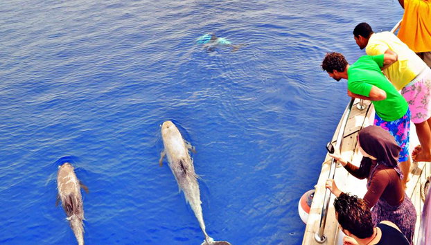 Snorkelling in the Red Sea - Cruise - Photo 2